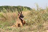 MALINOIS 235